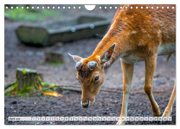 Produktbild: Rehe - Sanfte Waldbewohner (Wandkalender 2026 DIN A4 quer), CALVENDO Monatskalender