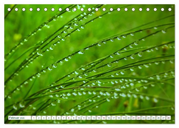 Produktbild: GR&Uuml;N . Die Kraft der Natur (Tischkalender 2026 DIN A5 quer), CALVENDO Monatskalender