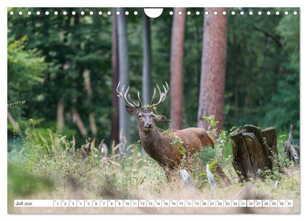 Produktbild: Emotionale Momente: Hirschbrunft (Wandkalender 2026 DIN A4 quer), CALVENDO Monatskalender