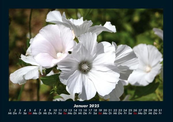Produktbild: Blumentraum 2025 Fotokalender DIN A4