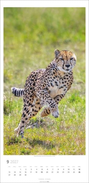 Produktbild: Big Cats Kalender 2027