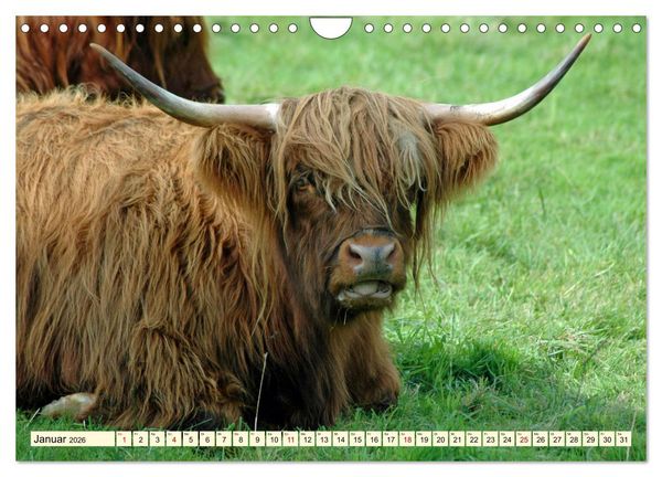 Produktbild: Die anmutigste Rinderrasse - Das schottische Hochlandrind (Wandkalender 2026 DIN A4 quer), CALVENDO Monatskalender