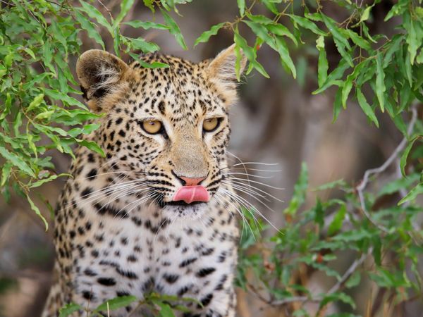 Produktbild: CALVENDO Puzzle Junger Leopard | 1000 Teile Lege-Gr&ouml;&szlig;e 64x48cm Foto-Puzzle f&uuml;r gl&uuml;ckliche Stunden