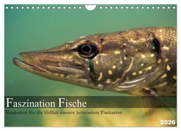 Produktbild: Faszination Fische (Wandkalender 2026 DIN A4 quer), CALVENDO Monatskalender