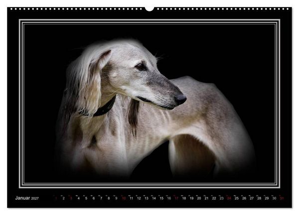 Produktbild: Saluki 2027 (hochwertiger Premium Wandkalender 2027 DIN A2 quer), Kunstdruck in Hochglanz