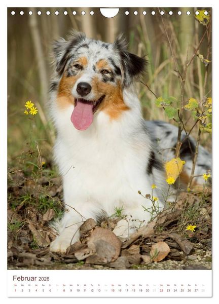 Produktbild: Australian Shepherds (Wandkalender 2026 DIN A4 hoch), CALVENDO Monatskalender