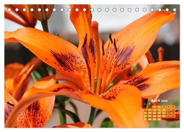 Produktbild: Lilien (Lilium) (Tischkalender 2026 DIN A5 quer), CALVENDO Monatskalender
