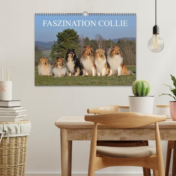 Produktbild: Faszination Collie 2026 (Wandkalender 2026 DIN A3 quer), CALVENDO Monatskalender