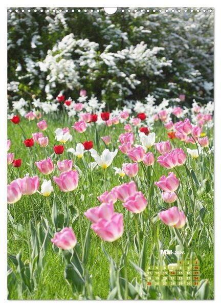 Produktbild: Ein buntes Tulpenjahr (Wandkalender 2026 DIN A3 hoch), CALVENDO Monatskalender