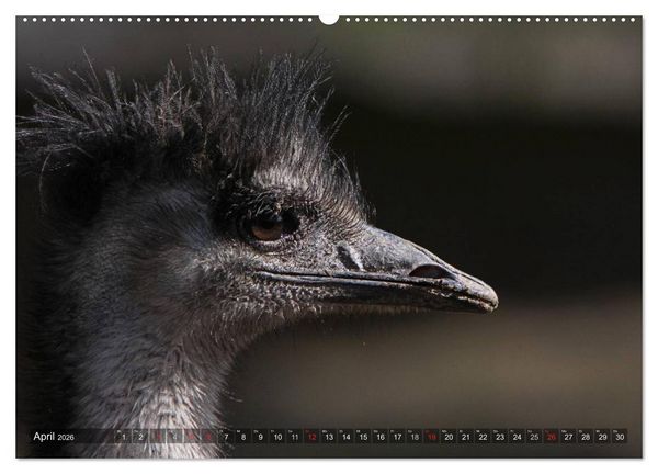 Produktbild: Strau&szlig; & Co. (Wandkalender 2026 DIN A2 quer), CALVENDO Monatskalender
