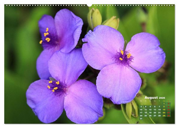 Produktbild: Sommerliche Bl&uuml;tentr&auml;ume (Wandkalender 2026 DIN A2 quer), CALVENDO Monatskalender