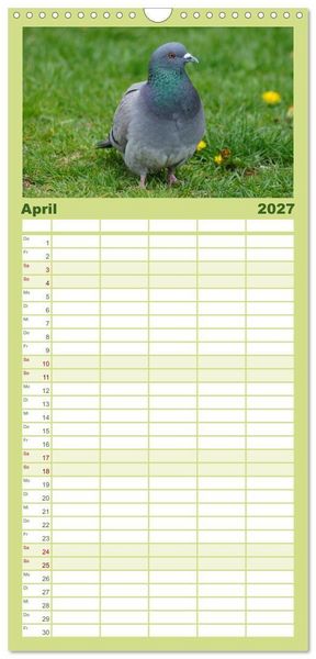 Produktbild: Familienplaner 2027 - Tauben in der Stadt mit 5 Spalten (Wandkalender, 21 x 45 cm) CALVENDO