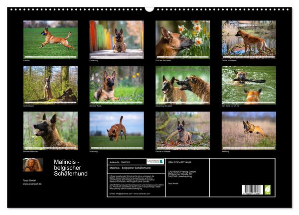 Produktbild: Malinois - belgischer Sch&auml;ferhund (Wandkalender 2026 DIN A2 quer), CALVENDO Monatskalender