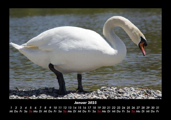 Produktbild: Vogelparadies 2025 Fotokalender DIN A3
