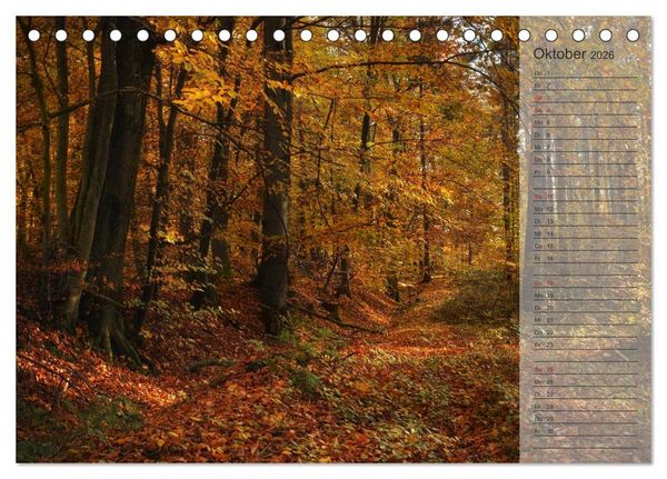 Produktbild: Unser Wald - Magische Sichten in norddeutsche W&auml;lder / Geburtstagskalender (Tischkalender 2026 DIN A5 quer), CALVENDO Monatskalender