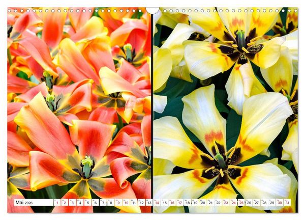 Produktbild: Tulpen - kunterbunte Collagen (Wandkalender 2026 DIN A3 quer), CALVENDO Monatskalender