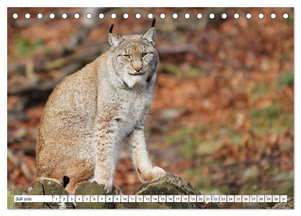 Produktbild: Waldtiere (Tischkalender 2026 DIN A5 quer), CALVENDO Monatskalender