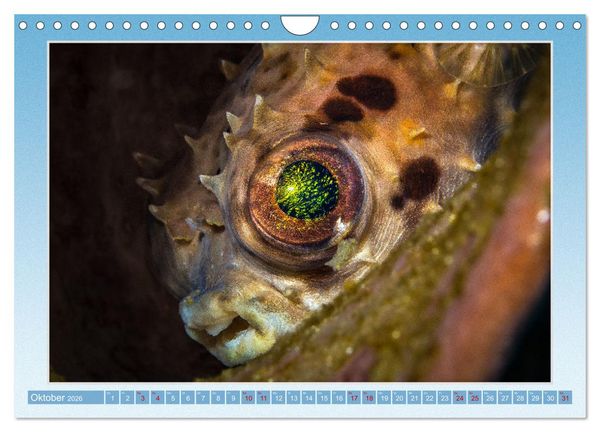 Produktbild: fisch portrait (Wandkalender 2026 DIN A4 quer), CALVENDO Monatskalender