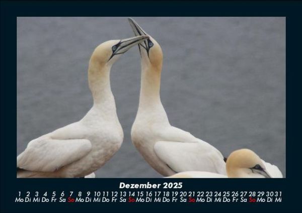 Produktbild: Vogelparadies 2025 Fotokalender DIN A5