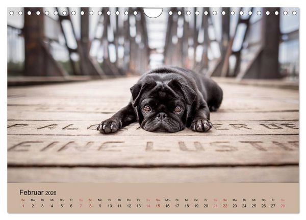 Produktbild: Diesel - ein mopsiges Leben (Wandkalender 2026 DIN A4 quer), CALVENDO Monatskalender