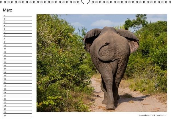 Produktbild: begegnungen - elefanten im s&uuml;dlichen afrika (Wandkalender immerw&auml;hrend DIN A3 quer)