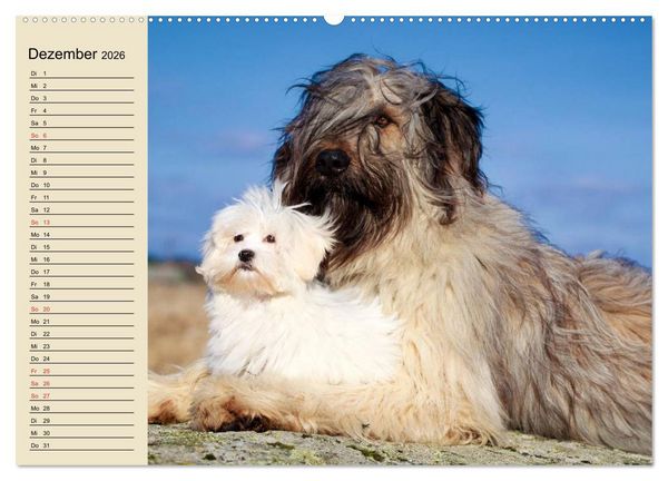 Produktbild: Beste Freunde. Bezaubernde Tierfreundschaften (hochwertiger Premium Wandkalender 2026 DIN A2 quer), Kunstdruck in Hochglanz