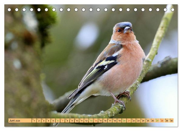 Produktbild: Gefiederte Gesellen - V&ouml;gel aus Wald und Garten (Tischkalender 2026 DIN A5 quer), CALVENDO Monatskalender