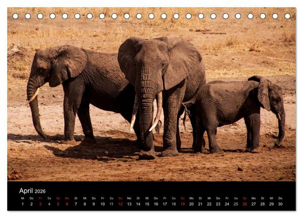 Produktbild: Wildes Afrika (Tischkalender 2026 DIN A5 quer), CALVENDO Monatskalender