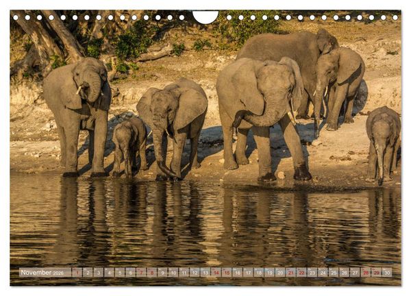 Produktbild: Chobe River - Eine spannende Flussfahrt in Botswana (Wandkalender 2026 DIN A4 quer), CALVENDO Monatskalender