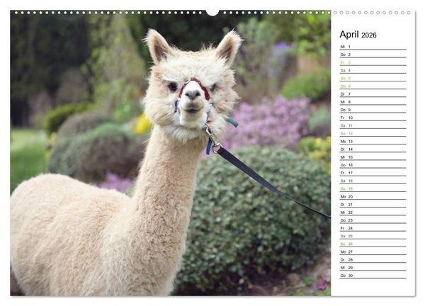 Produktbild: Alpakas im Paradies (Wandkalender 2026 DIN A2 quer), CALVENDO Monatskalender