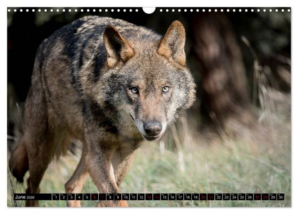 Produktbild: Wolves, Wild Spirits (Wall Calendar 2026 DIN A3 landscape), CALVENDO 12 Month Wall Calendar