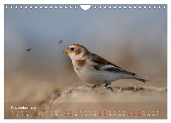 Produktbild: V&ouml;gel an Deutschlands K&uuml;sten (Wandkalender 2026 DIN A4 quer), CALVENDO Monatskalender