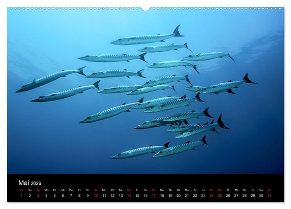 Produktbild: Fischschw&auml;rme (Wandkalender 2026 DIN A2 quer), CALVENDO Monatskalender