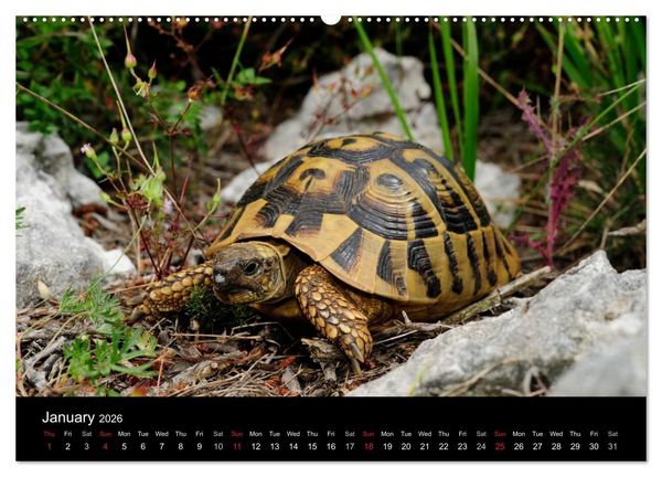Produktbild: European Tortoises / UK-Version (High Quality Premium Wall Calendar 2026 DIN A2 landscape),CALVENDO 12 Month Wall Calendar