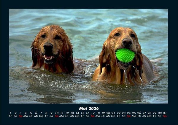 Produktbild: Hundezauber 2026 Fotokalender DIN A4