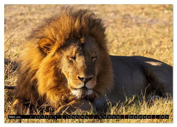 Produktbild: L&ouml;wen in Botswana und S&uuml;dafrika (Wandkalender 2026 DIN A3 quer), CALVENDO Monatskalender