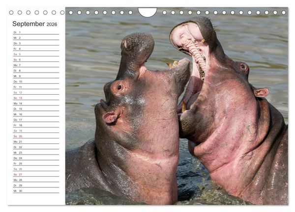 Produktbild: Emotionale Momente: Nilpferde hautnah (Wandkalender 2026 DIN A4 quer), CALVENDO Monatskalender