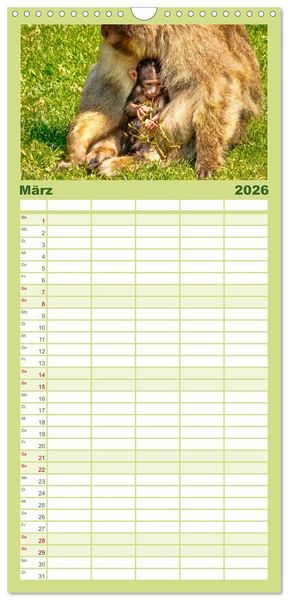 Produktbild: Familienplaner 2026 - Affen - Affenkinder mit 5 Spalten (Wandkalender, 21 x 45 cm) CALVENDO