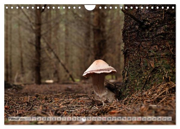 Produktbild: Waldpilz-Impressionen (Wandkalender 2026 DIN A4 quer), CALVENDO Monatskalender