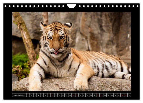 Produktbild: Tiger, L&ouml;we und Co. (Wandkalender 2026 DIN A4 quer), CALVENDO Monatskalender