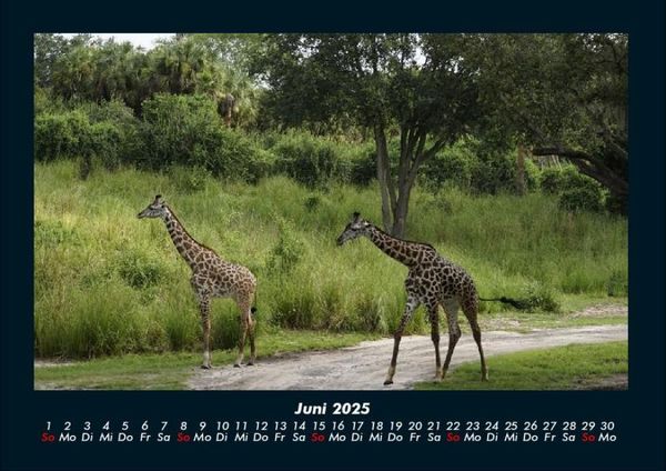 Produktbild: Welt der Tiere 2025 Fotokalender DIN A4