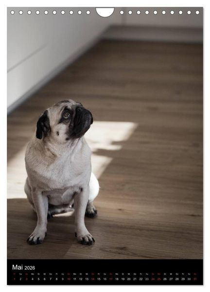Produktbild: Das Mops-Jahr 2026 (Wandkalender 2026 DIN A4 hoch), CALVENDO Monatskalender