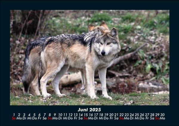 Produktbild: Tiere in der Wildnis 2025 Fotokalender DIN A5
