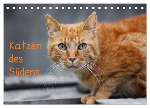 Produktbild: Katzen des S&uuml;dens (Tischkalender 2026 DIN A5 quer), CALVENDO Monatskalender