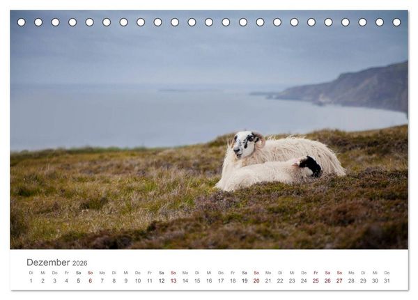 Produktbild: Schafe - Weich und wollig (Tischkalender 2026 DIN A5 quer), CALVENDO Monatskalender