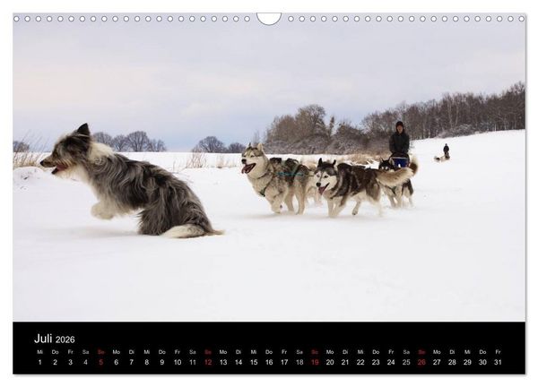 Produktbild: Huskys (Wandkalender 2026 DIN A3 quer), CALVENDO Monatskalender