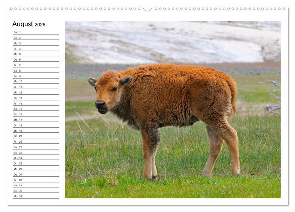 Produktbild: Der nordamerikanische Bison (Wandkalender 2026 DIN A2 quer), CALVENDO Monatskalender
