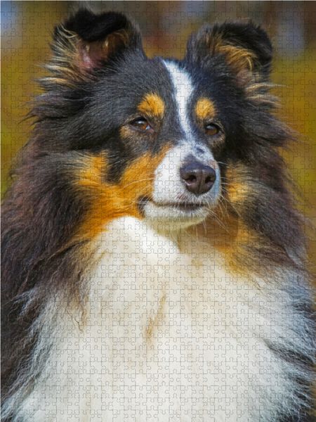 Produktbild: CALVENDO Puzzle Eine s&uuml;&szlig;e tricolour H&uuml;ndin | 1000 Teile Lege-Gr&ouml;&szlig;e 64x48cm Foto-Puzzle f&uuml;r gl&uuml;ckliche Stunden