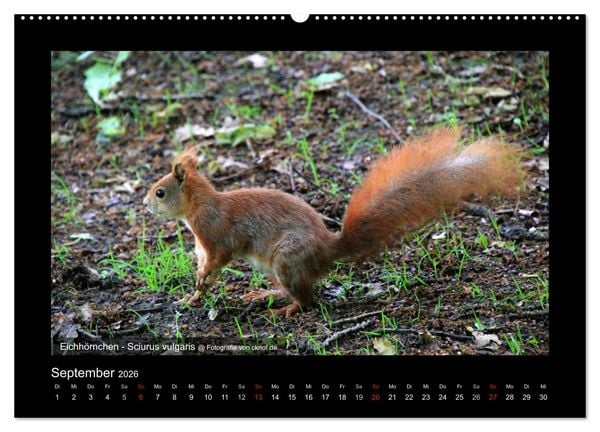 Produktbild: Wildtiere (Wandkalender 2026 DIN A2 quer), CALVENDO Monatskalender