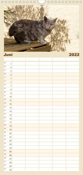 Produktbild: Familienplaner B&auml;rige Schmusetiger - Britisch Kurzhaar Katzen (Wandkalender 2022 , 21 cm x 45 cm, hoch)